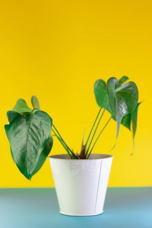 Green philodendron on colorful blue and yellow backgroundの写真素材