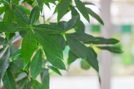 Malabar chestnut's young leaf. Pachira aquatica leaves with bright interior background. Home gardening and design conceptの写真素材
