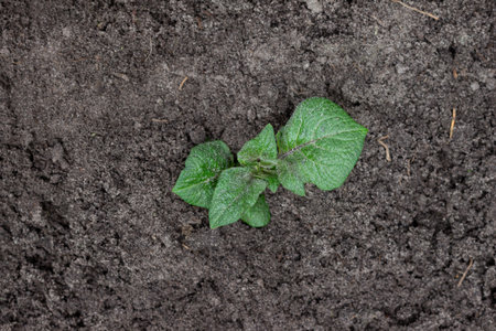 Young potato plans. Concept for farming and agricultureの写真素材