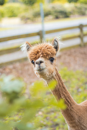 Alpaca making funny faceの写真素材