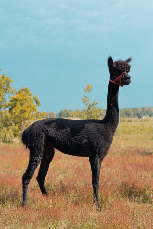 Funny alpaca portrait. Friendly and curious alpaca.の写真素材