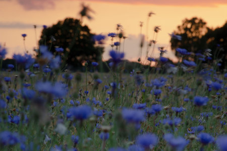 Sunset in early spring over a beautiful flower fieldの写真素材