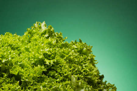 Fresh lollo bionda on a green background. Green salad or lettuce concept for organic foodの写真素材