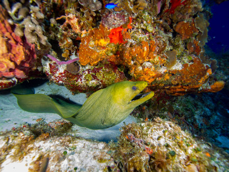 Green Moray and Coralの写真素材
