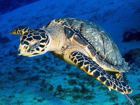 Hawksbill Turtle
