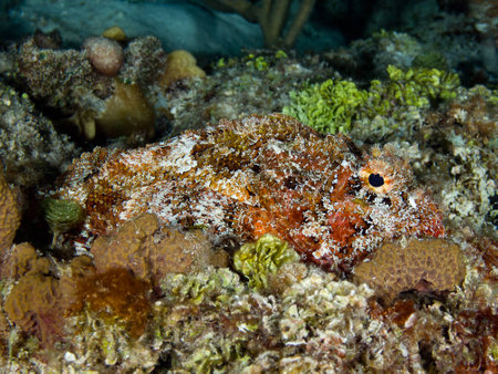Scorpionfishの写真素材