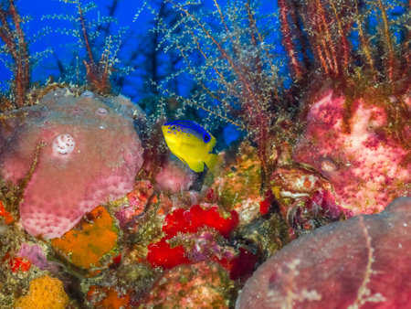 FIsh and marine life on oil rigの写真素材