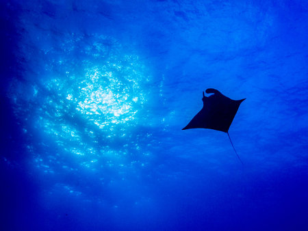 Silhouetted Manta Ray with Sun and blue waterの写真素材