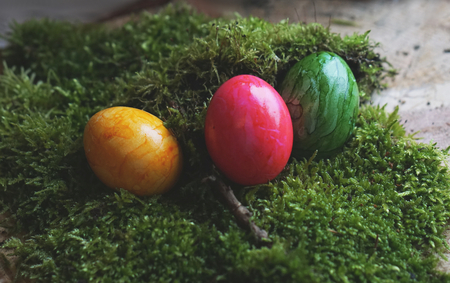 Colored real easter eggs on real green mossの写真素材