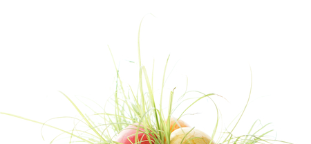 Easter eggs hidden in the tall grassの写真素材