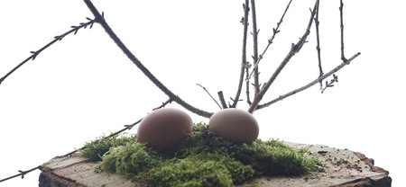 brown eggs at green moos with branch