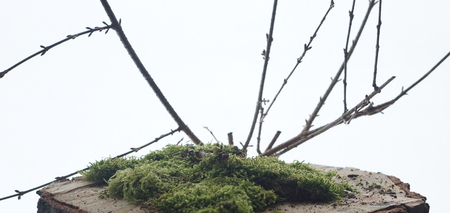 green natural moos with branch and woodの写真素材