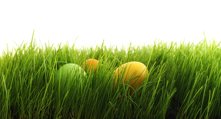 easter eggs in green grass outdoor in garden