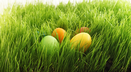 easter eggs in green grass outdoor in garden