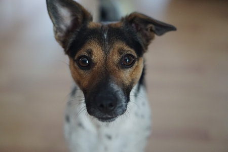 a cute small dog is looking up.