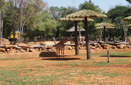 Giraffe at feed a Giraffe platform in Thailand, Nakhon Ratchasima, Korat Zoo January 19, 2022のeditorial素材