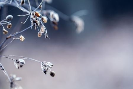 Autumn Colors. Dried out plant chervil forest in autumn lights colors and macro shots. Sunset meadow background.の写真素材