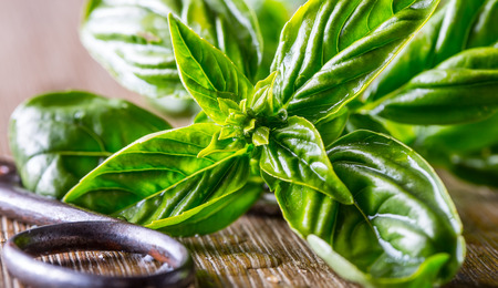 Fresh basil leaves on wooden table.の写真素材