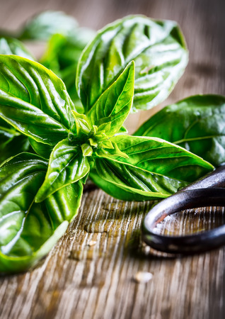 Fresh basil leaves on wooden table.の写真素材