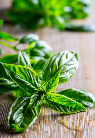Fresh basil leaves on wooden table.の写真素材