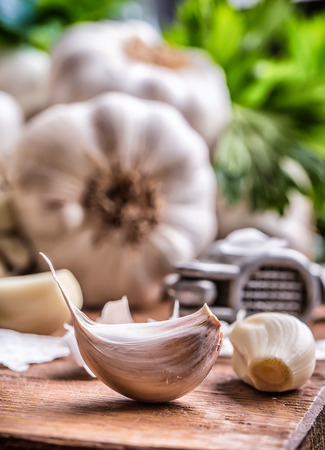Garlic. Bunch of fresh garlic with celery herbs.の写真素材