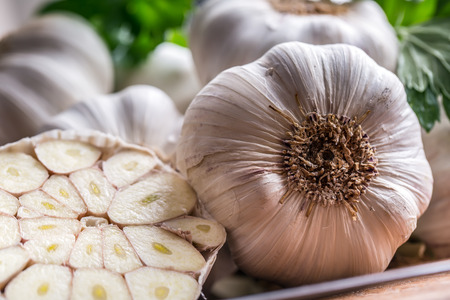 Garlic. Bunch of fresh garlic with celery herbs.の写真素材
