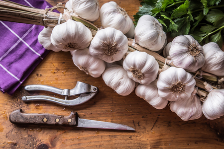 Garlic. Bunch of fresh garlic with celery herbs.の写真素材