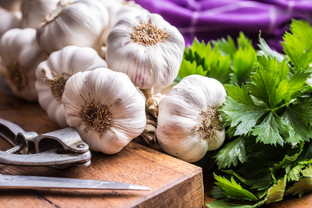 Garlic. Bunch of fresh garlic with celery herbs.の写真素材