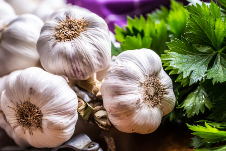 Garlic. Bunch of fresh garlic with celery herbs.の写真素材