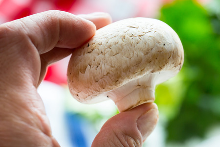 Mushroom. Champions  mushrooms in different positions with herb decoration.の写真素材