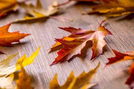 Autumn. Seasonal photo. Autumn leaves loose on a wooden board.