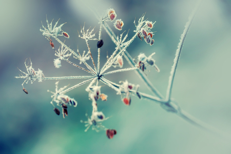 Autumn Winter Colors. Frozen Dried out plant chervil forest in autumn lights colors and macro shots.の写真素材