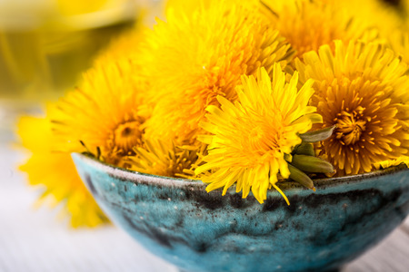 Dandelion. Yellow dandelion heads in bowl or table.の写真素材