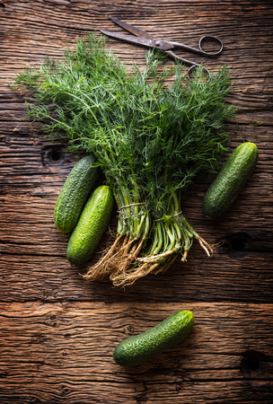 Cucumber and dill on very old rustic oak table.の写真素材