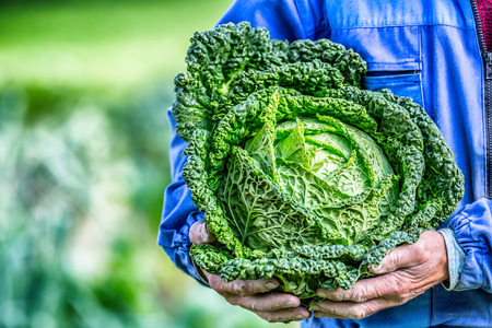 Senior farmer holding in hands fresh kale cabbage.
