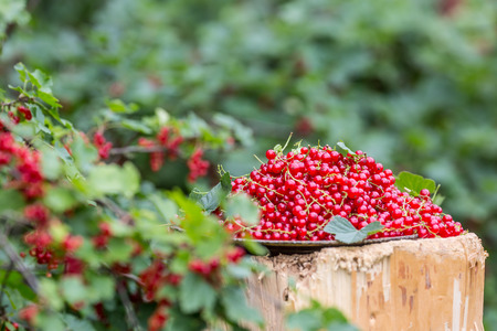 Plate full of red currants in garden on old wood.