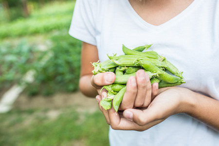 Fresh peas in hand young girl on garden.の写真素材