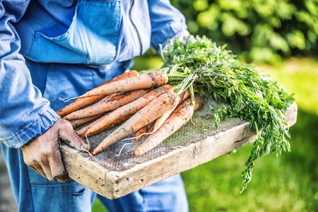 A farmer holds in his hands freshly ripened carrots in the garden.の写真素材