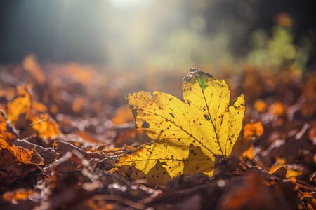 autumn maple leaf fallen in autumn sunrise or sunset.