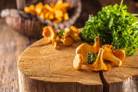 Raw chanterelles mushroom on wood with parsley herbs.の写真素材