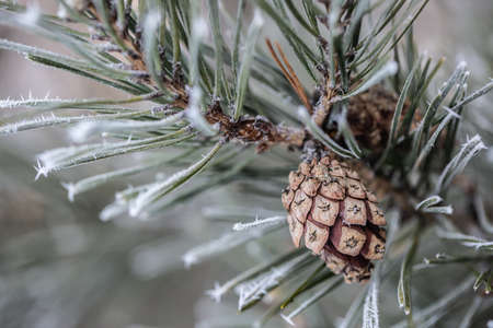 Pine tree branch with needles and cone on a freezing winter day.の写真素材