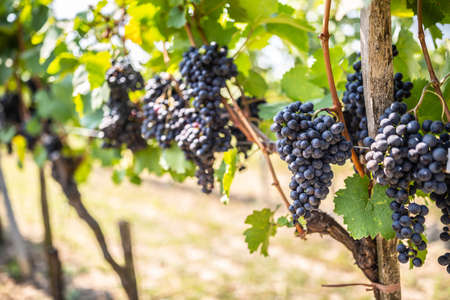 Red wine grapes bunches ripe for harvest hand on vines inside the vineyard.