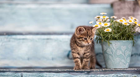 A little tabby kitten hiding behind a bucket full of flowers on staircase.の写真素材