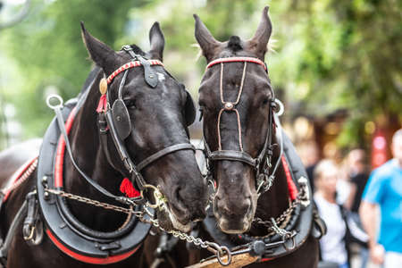 Couple of black horses put their heads in harness together in a busy touristy street.の写真素材