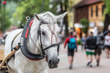 White horse pulling carriage rests on the street of Zakopane while pedestrians walk along.の写真素材