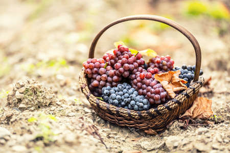 Sweet and tasty grapes in the wooden basked after an autumn picking.の写真素材