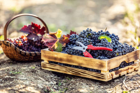 A wooden box and a wooden basket laying on the ground full of grapes. Also decorated with autumn leaves and vine scissors.の写真素材