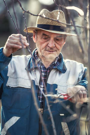 A retired farmer pruns the branches of a fruit tree in the garden.の写真素材