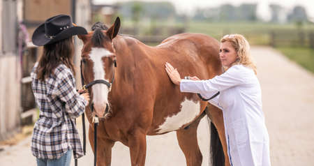 Female vet checks the horse with a stethoscope, listening to the owner that holds the horse.の写真素材