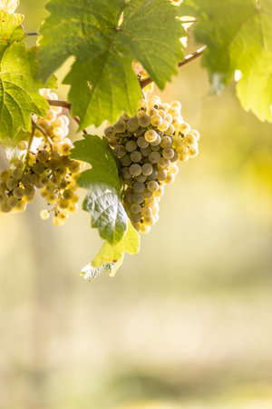Yellow bunches of Rhenish Riesling grapes in the vineyard ripening before harvest.の写真素材